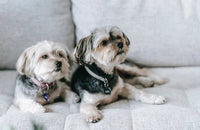 Choisir son Chien pour Appartement - Chienalafolie