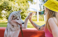 Éducation Canine Positive et Efficace - Chienalafolie