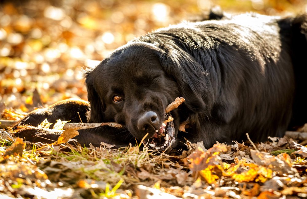L'importance de la mastication pour la santé de votre chien - Chienalafolie