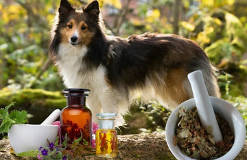 Naturopathie animale : soins naturels pour animaux - Chienalafolie