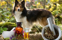 Naturopathie animale : soins naturels pour animaux - Chienalafolie