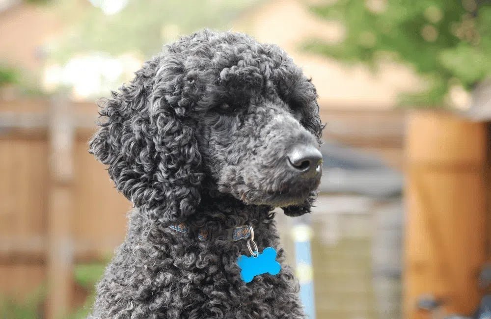 Nommer Son Chien : Inspiration et Tendances Actuelles