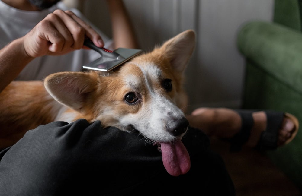 Peignes et Brosses pour Chiens