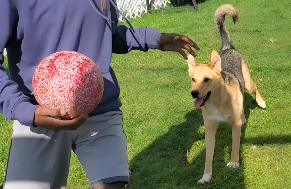 Simba : Comment un Aussie Sibérien a Illuminé ma Vie