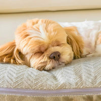 Conforts Canins - Chienalafolie