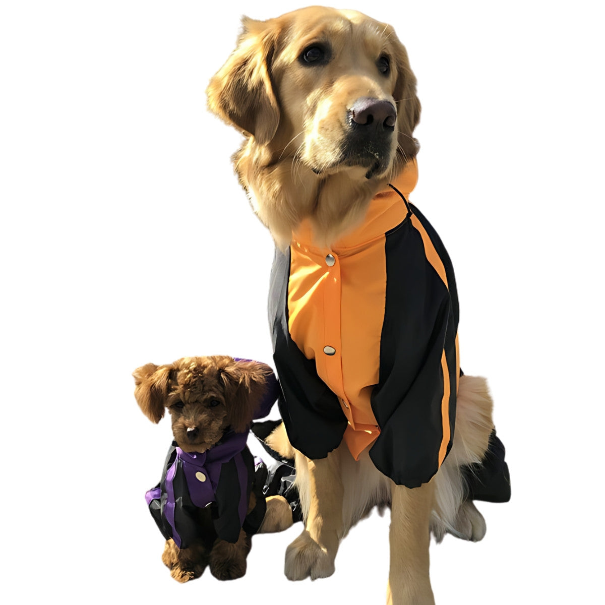 Modes Canines