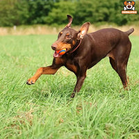 Balle Ultra Durable en Caoutchouc pour Chiens - 14:29#1pc elastic M - Balles - Chienalafolie