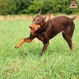 Balle Ultra Durable en Caoutchouc pour Chiens - 14:29#1pc elastic M - Balles - Chienalafolie