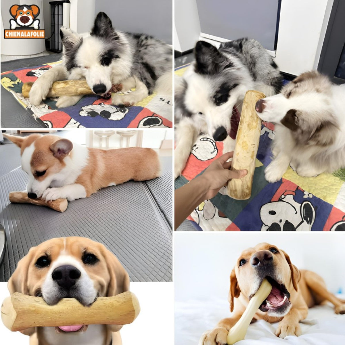 Dogs with the Best Coffee Wood
