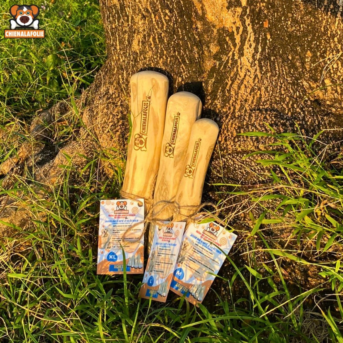 Coffee Tree and Treated Coffee Wood
