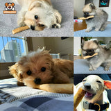 Dogs Images Chewing Coffee Wood Stick
