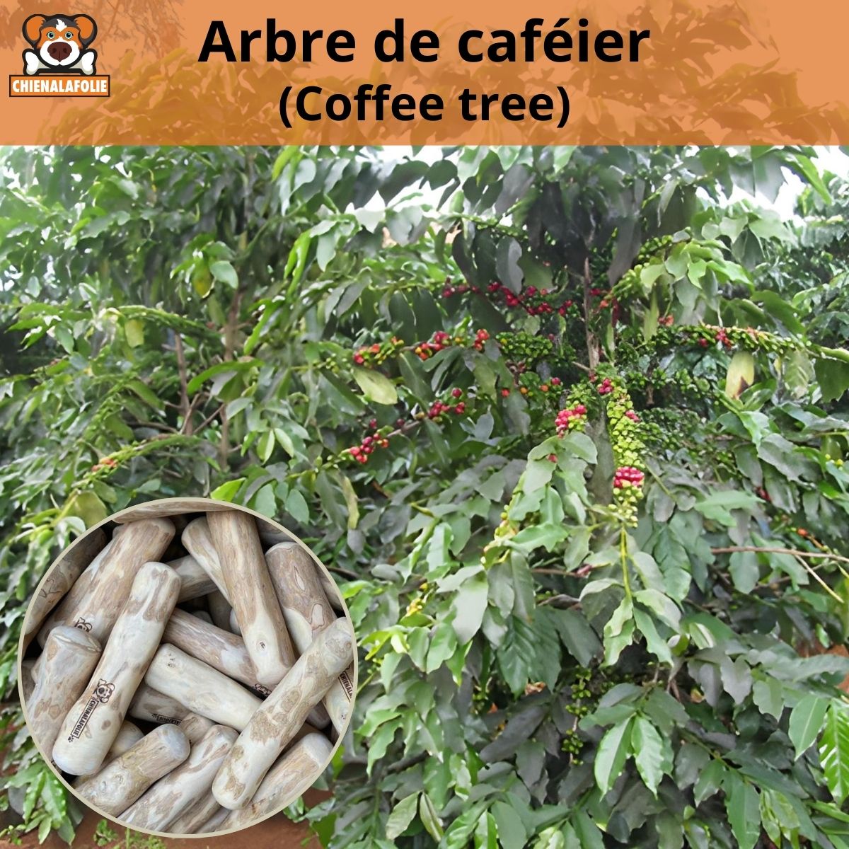Coffee Tree
