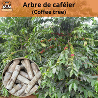 Coffee Tree
