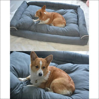 Chien sur le canapé