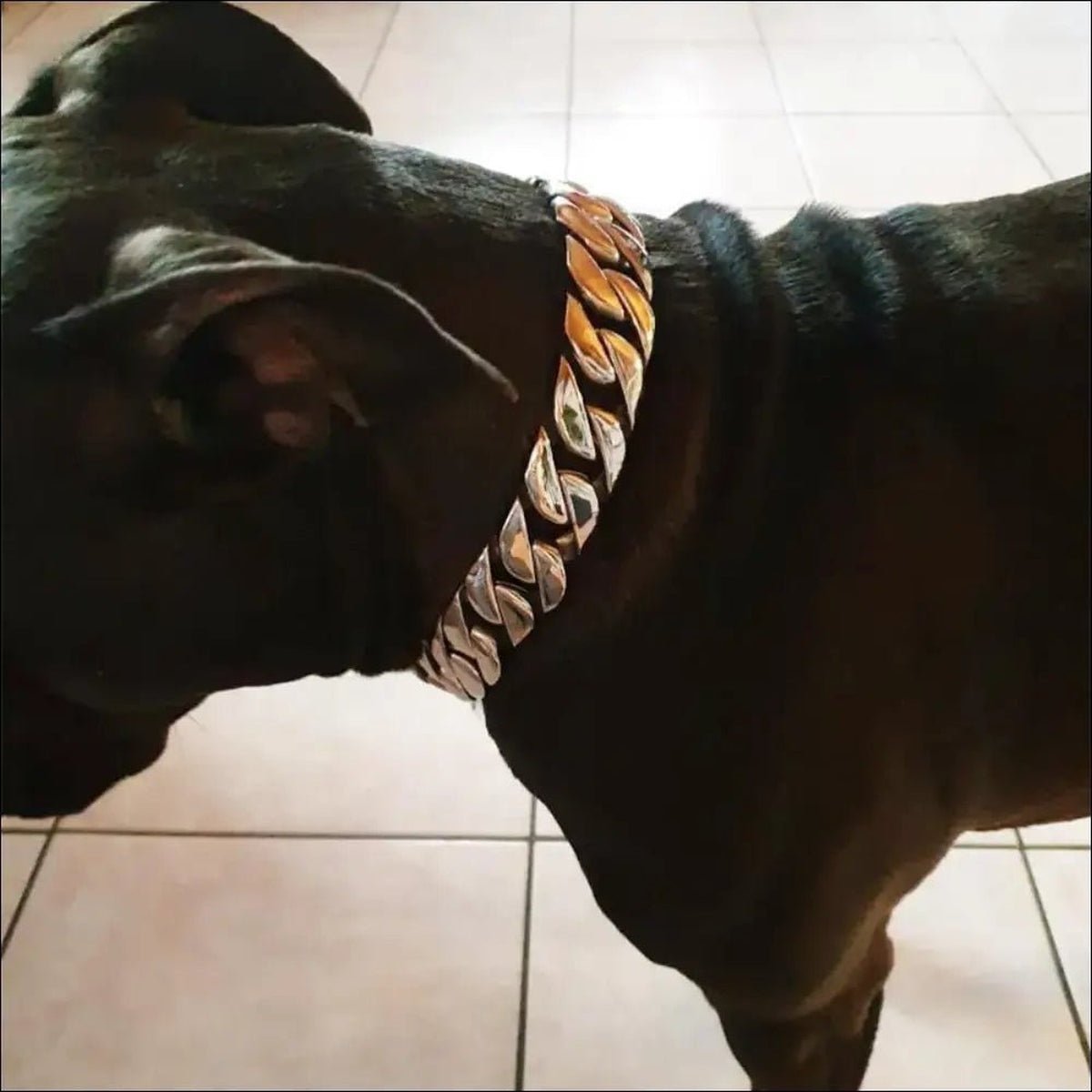 Colliers Robustes En Chaîne Pour Chien - 14:29#Gold;5:361386#14inch(35cm) - Colliers - Chienalafolie