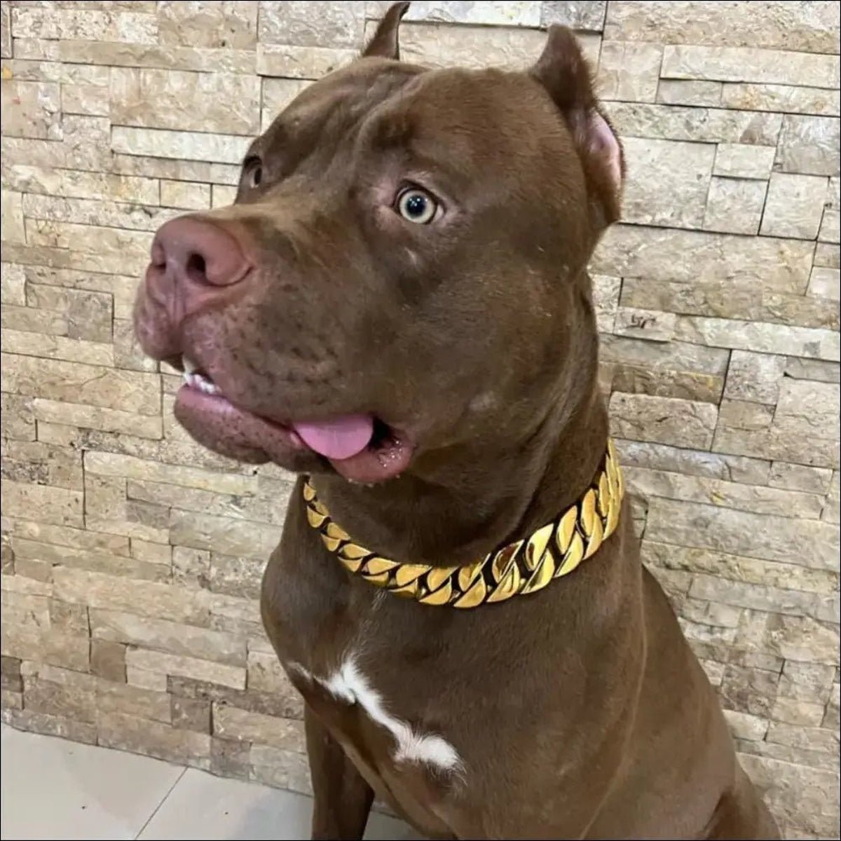 Colliers Robustes En Chaîne Pour Chien - 14:29#Gold;5:361386#14inch(35cm) - Colliers - Chienalafolie