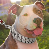 Colliers Robustes En Chaîne Pour Chien - 14:29#Gold;5:361386#14inch(35cm) - Colliers - Chienalafolie