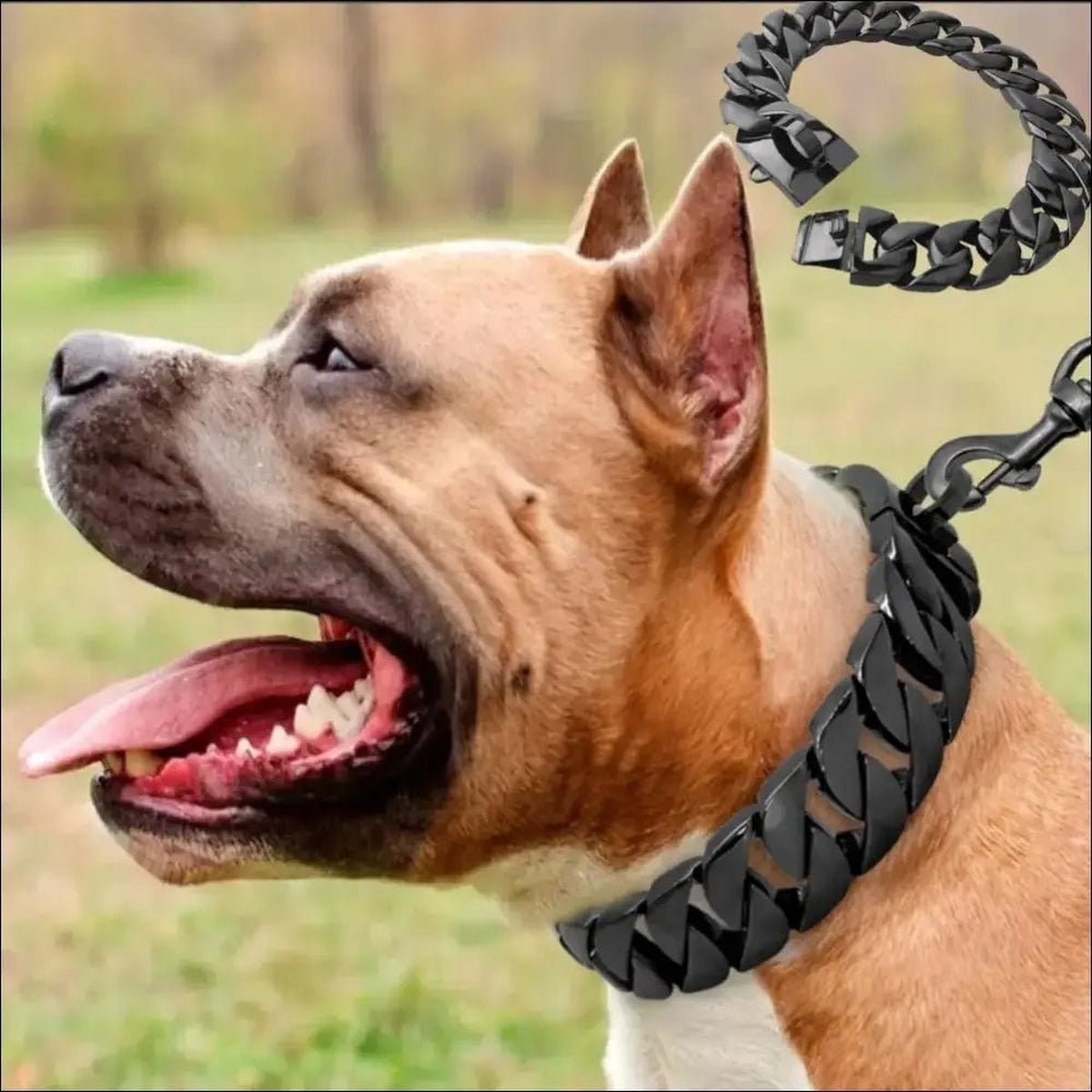 Dog collar and chain outlet