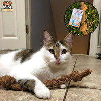 Cat Playing with Coconut Rope Size Small S
