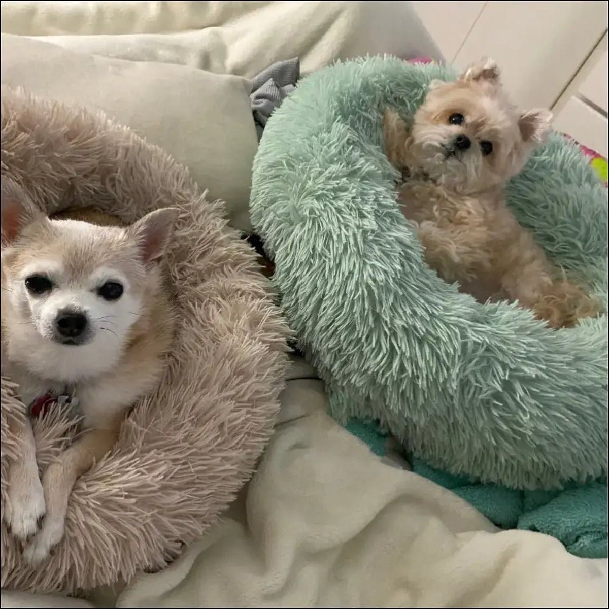Coussin Confortable Dogplace Pour Chiens - CJGY182030058FU - Paniers - Chienalafolie