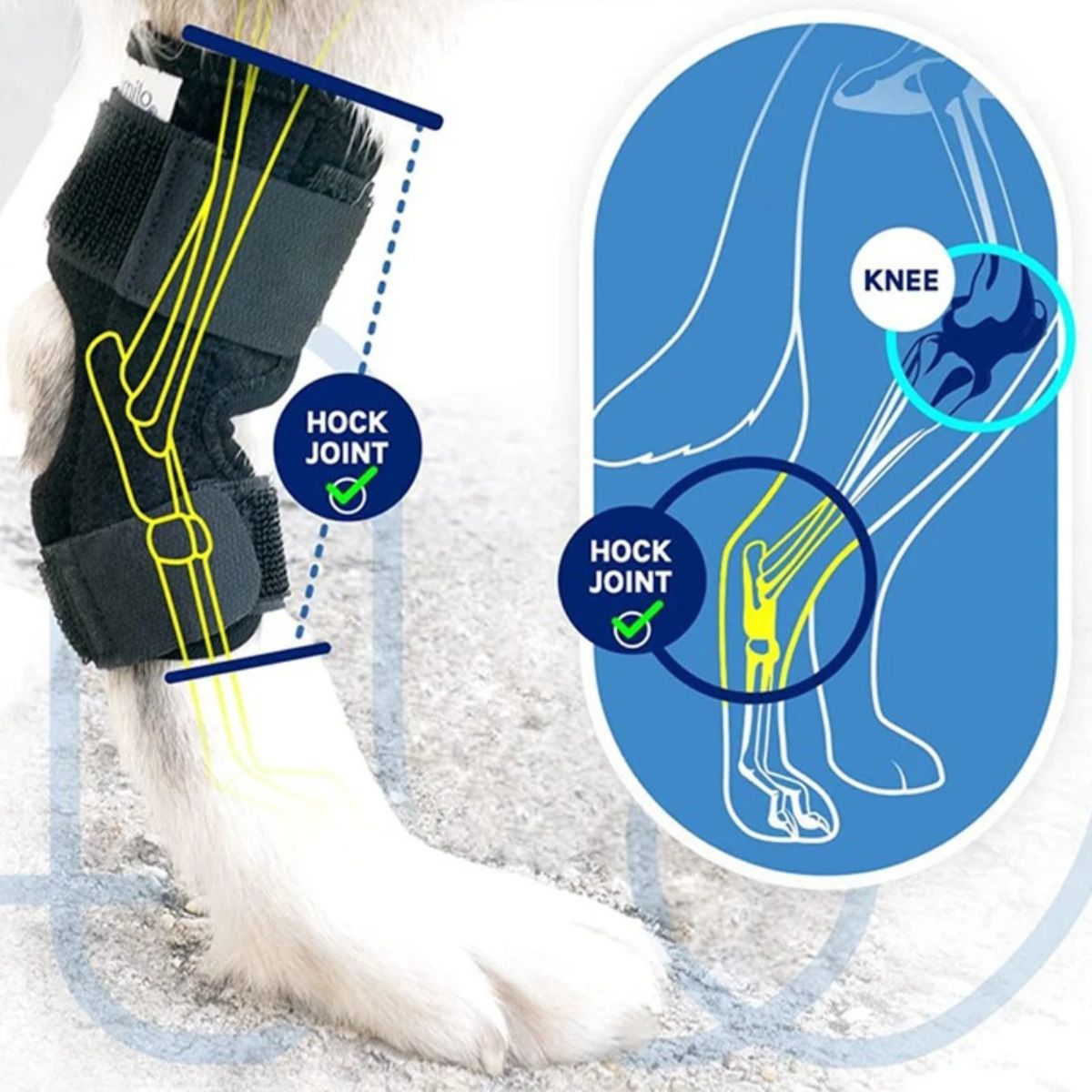 Genouillère pour Chien Protection Ligamentaire et Récupération - CJGY209196701AZ - Genouillères - Chienalafolie