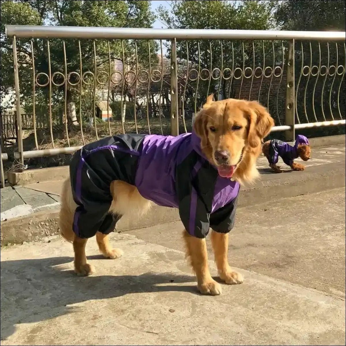 Imperméable Protecteur Pour Chien Tendance - 14:10;5:100014066 - Vêtements - Chienalafolie