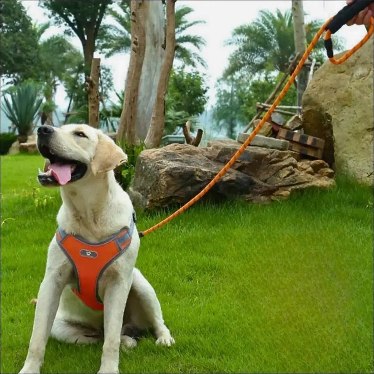 Laisse Robuste En Nylon Pour Chiens - CJGX149410602BY - Laisses - Chienalafolie
