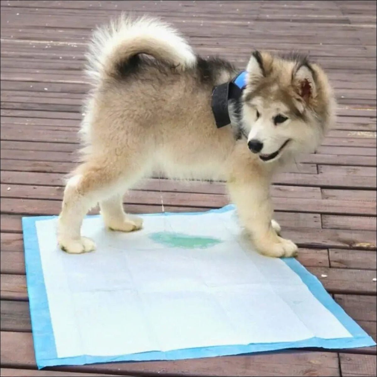 Tapis Absorbants Jetables Pour Chiens - CJJJCWGY01245 - S 100 pieces - Blue - Tapis d'entraînement - Chienalafolie